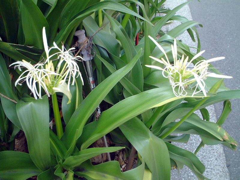Ni(Crinum)